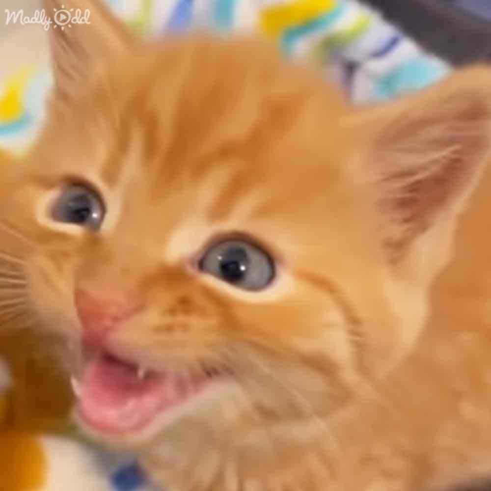 A ginger tabby kitten with large blue eyes and an open mouth showing its teeth, indoors on a colorful patterned blanket.