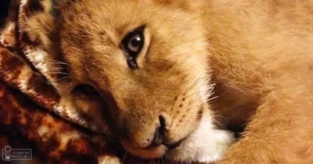 A young lion cub with golden-brown fur stands outdoors in natural daylight.