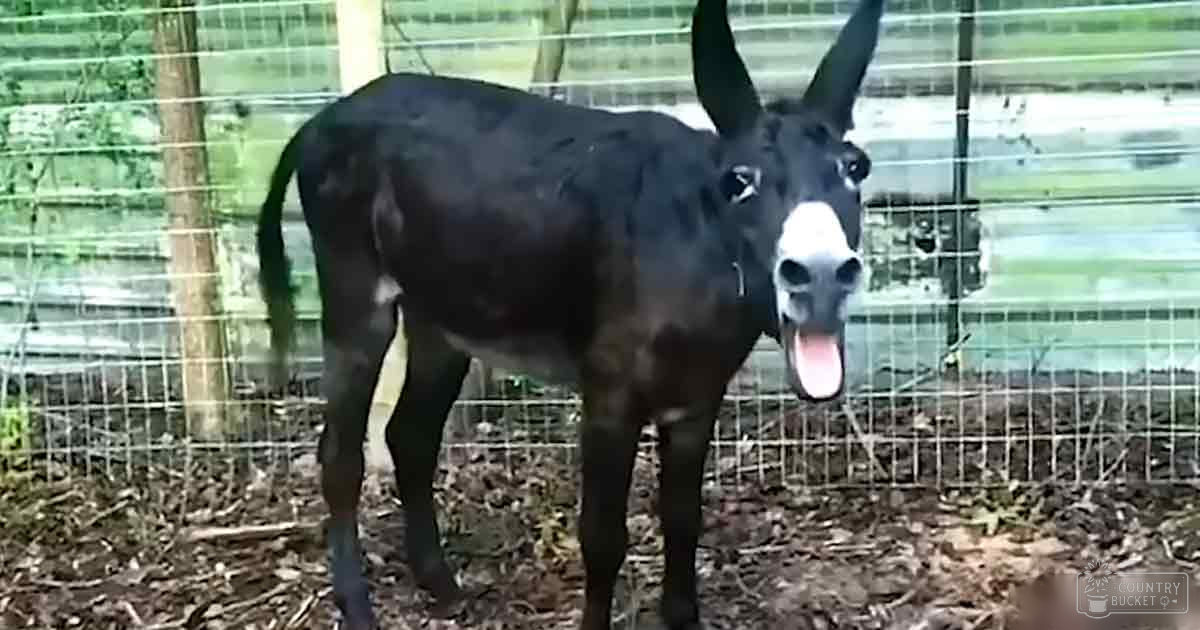 A donkey with black fur and white facial markings stands within a wire-fenced enclosure surrounded by trees or wooden posts, set against a grassy field under natural daylight in spring or summer.