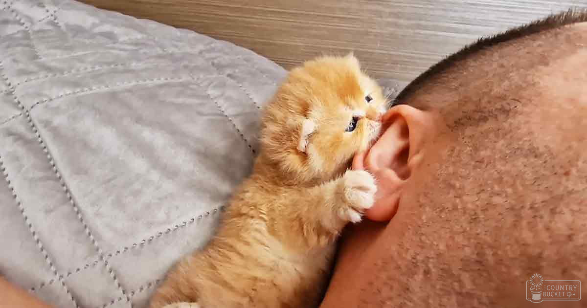 A Persian kitten with golden-orange and white markings plays with an adult male's ear in a brightly lit home setting, likely on a bed or couch with a quilted cover.