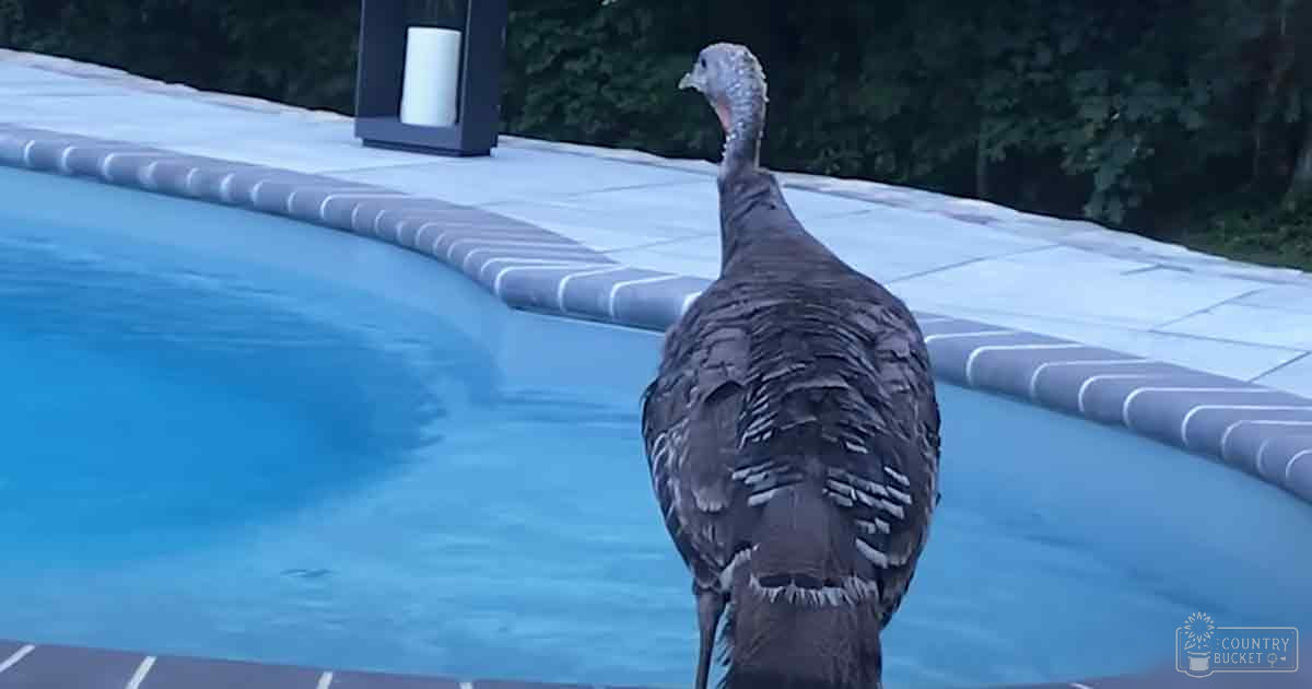 Adult turkey with brown feathers and white head near residential swimming pool, spring or summer light