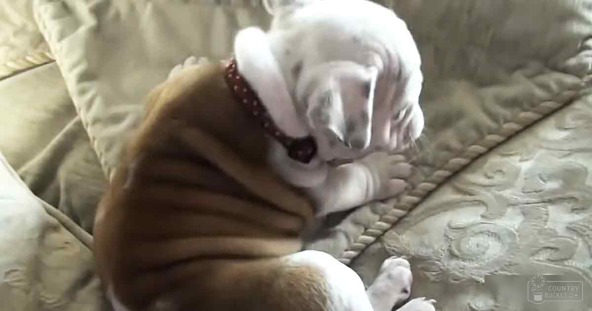 A bulldog with distinctive facial features and a white-brown coat stands indoors, resting on a beige couch adorned with floral patterns. The setting is softly lit, suggesting an indoor environment.
