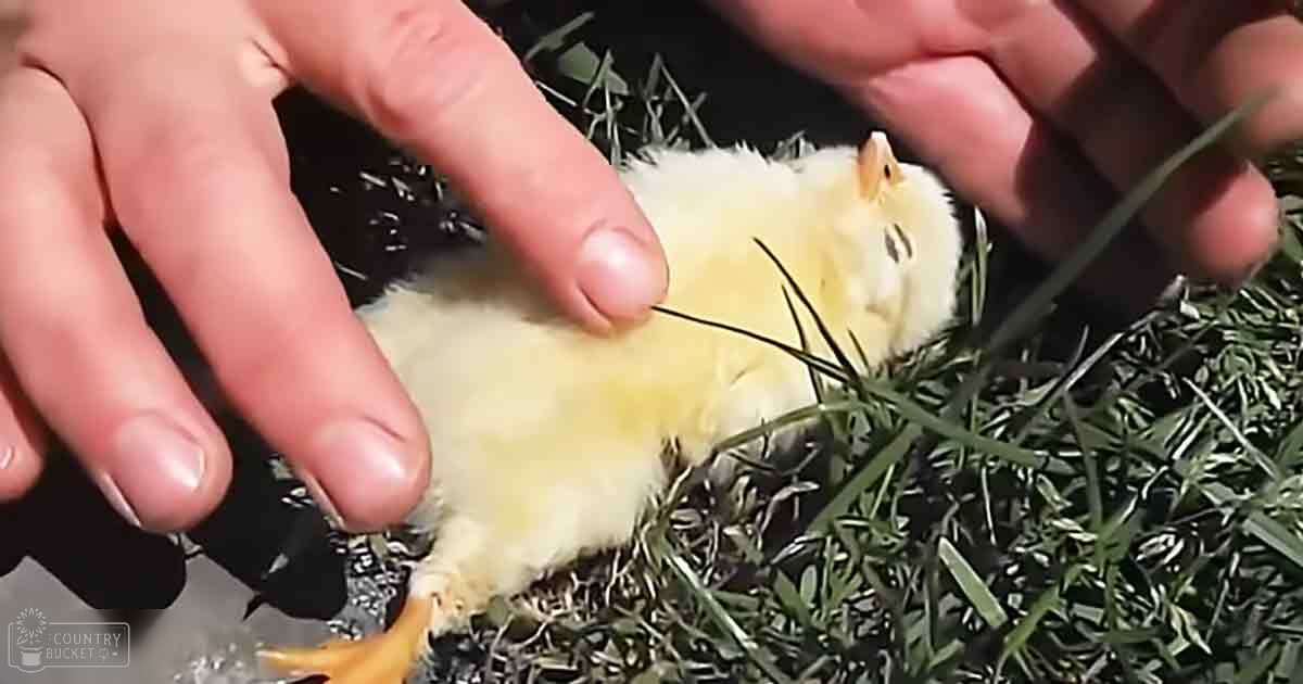 A small yellow chick with fluffy feathers and an orange beak lies on green grass under natural light.