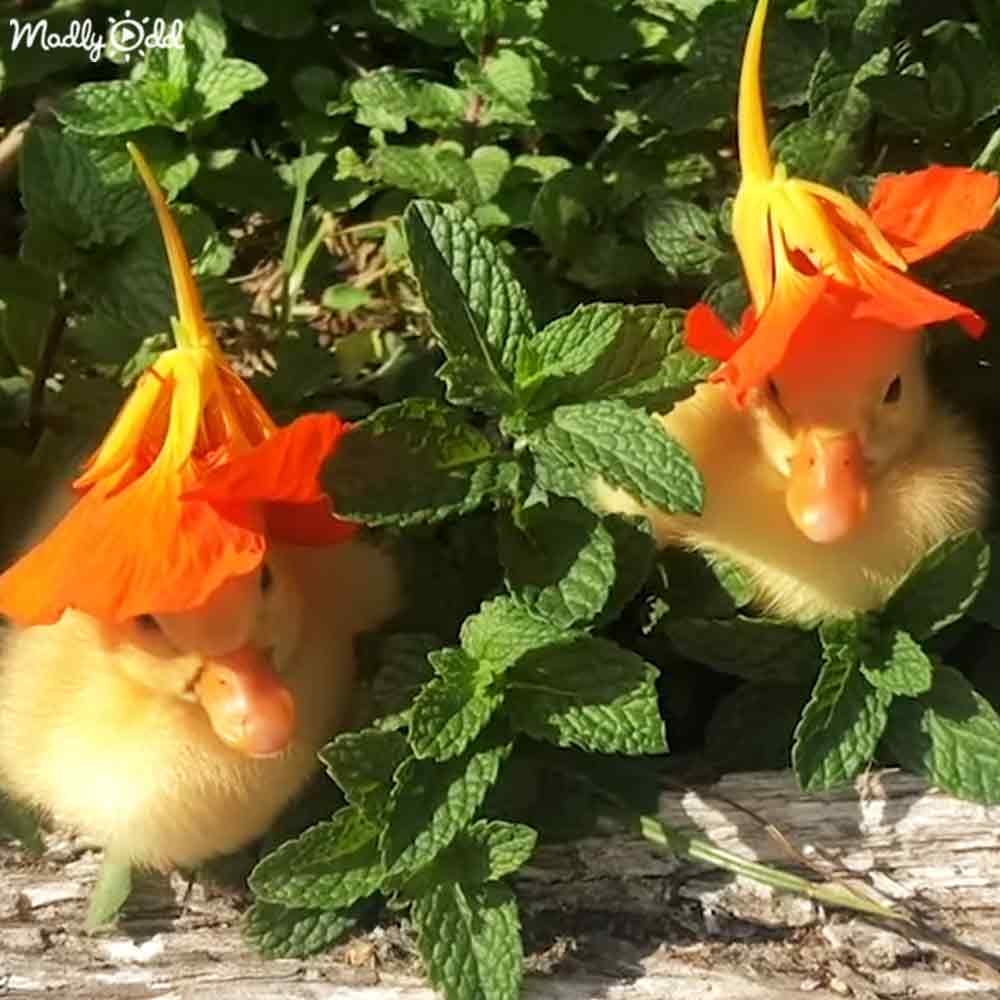 Two baby chicks with orange flowers on their heads in a lush garden midday scene.