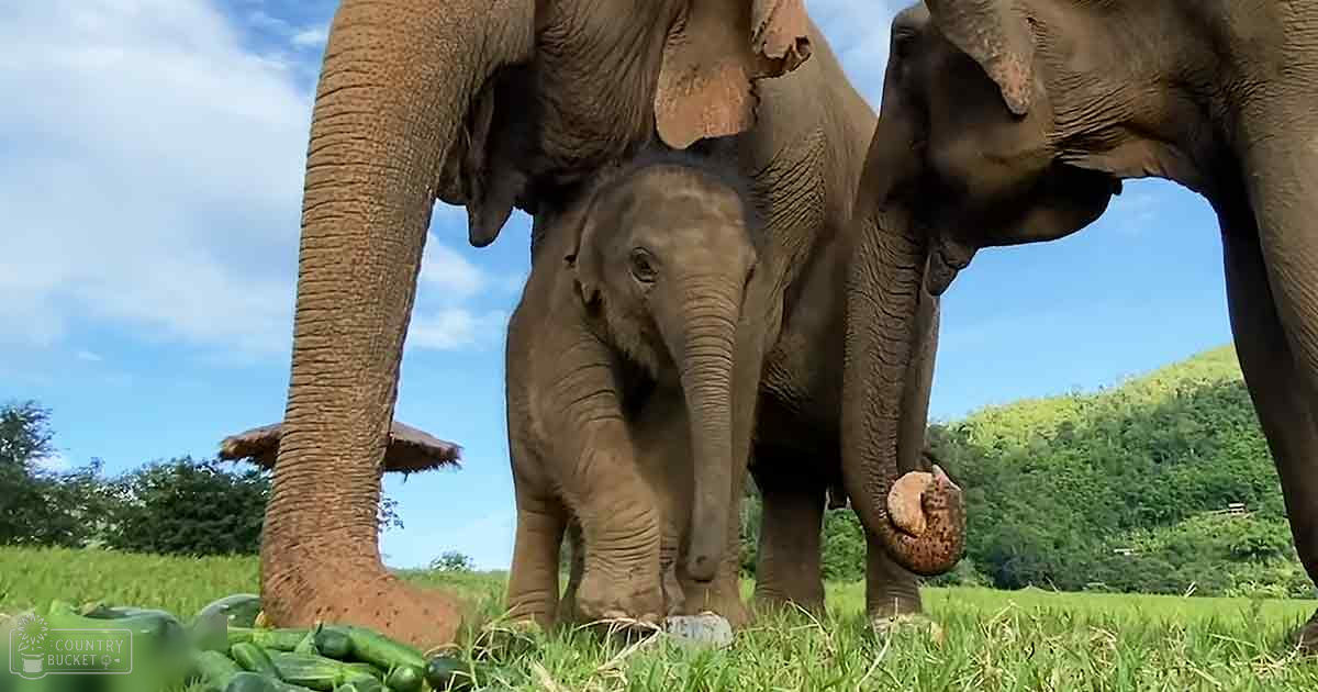 Adult female elephant with a baby standing amidst greenery under bright daylight in an outdoor setting