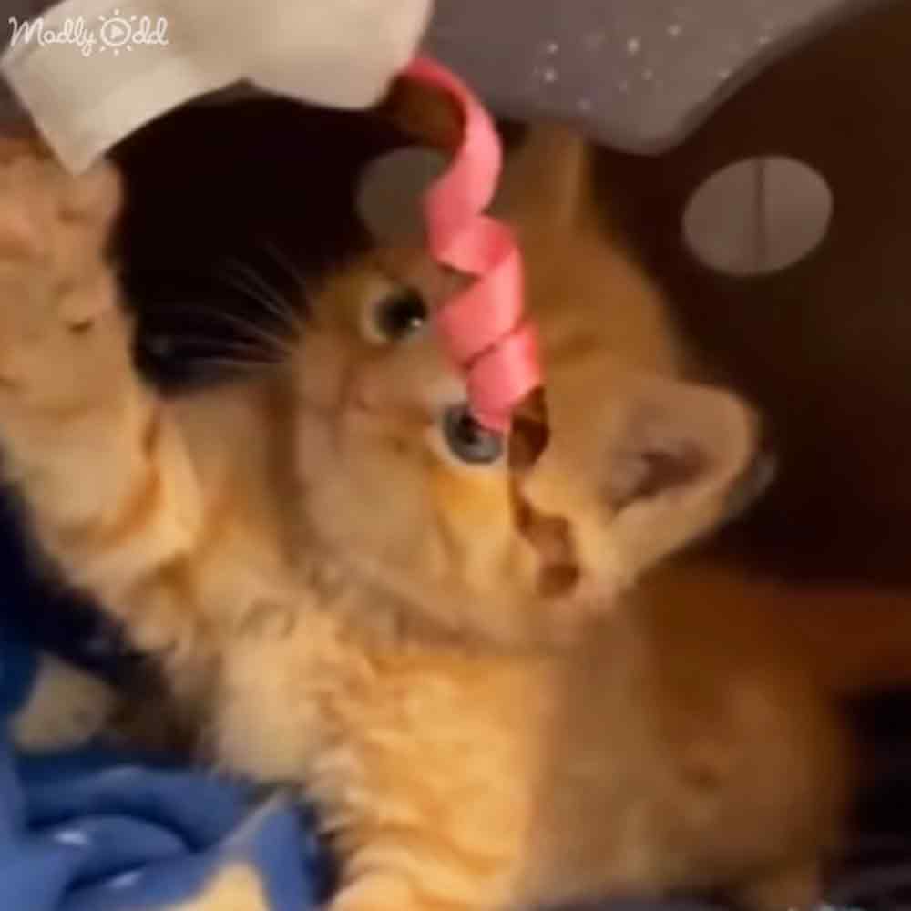 A light brown kitten with darker markings around its eyes and ears, wearing a pink ribbon on its head, indoors.