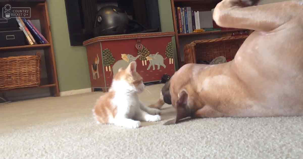 A kitten with orange and white fur and a French Bulldog with light brown fur inside a home with bookshelves, decorative items, and a red chest of drawers.