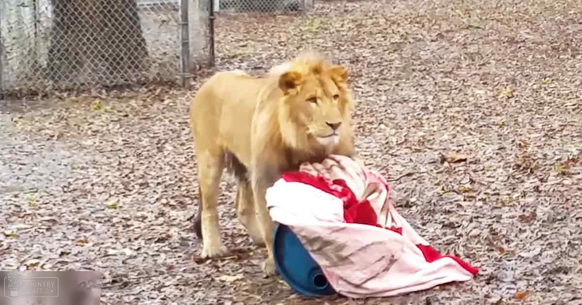 A golden lion with a mane in an outdoor zoo enclosure, covered with dry leaves and dirt under natural daylight.