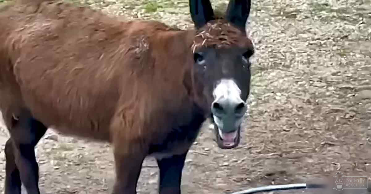 A donkey with brown fur and white markings around its mouth and nose stands outdoors on dirt ground.