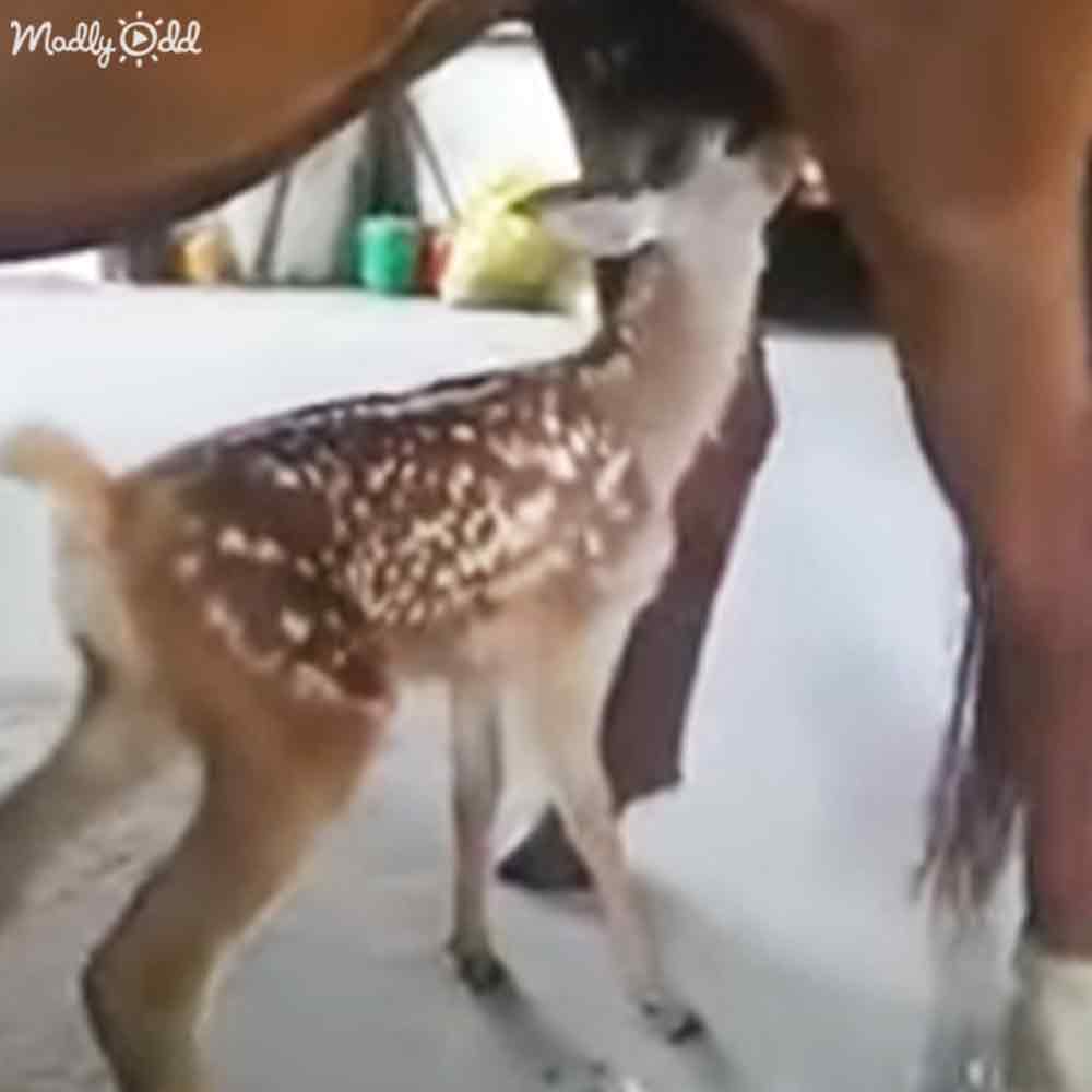 A baby deer with a light brown coat and white spots, held by an adult female wearing a white tank top indoors.