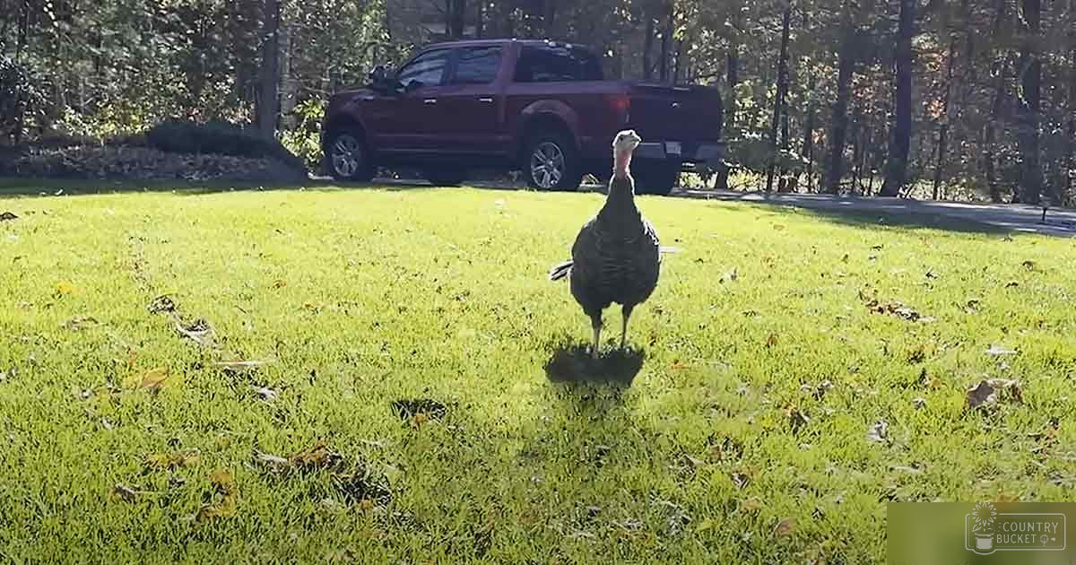 An adult turkey with dark feathers and a light-colored head stands on a grassy lawn bordered by trees, suggesting autumn due to fallen leaves scattered across the ground.
