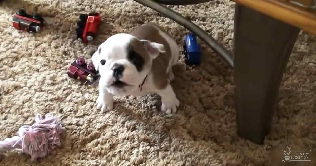 A white and black puppy with floppy ears, likely an English Bulldog breed, in a casual indoor setting with scattered toy cars and pink fabric.