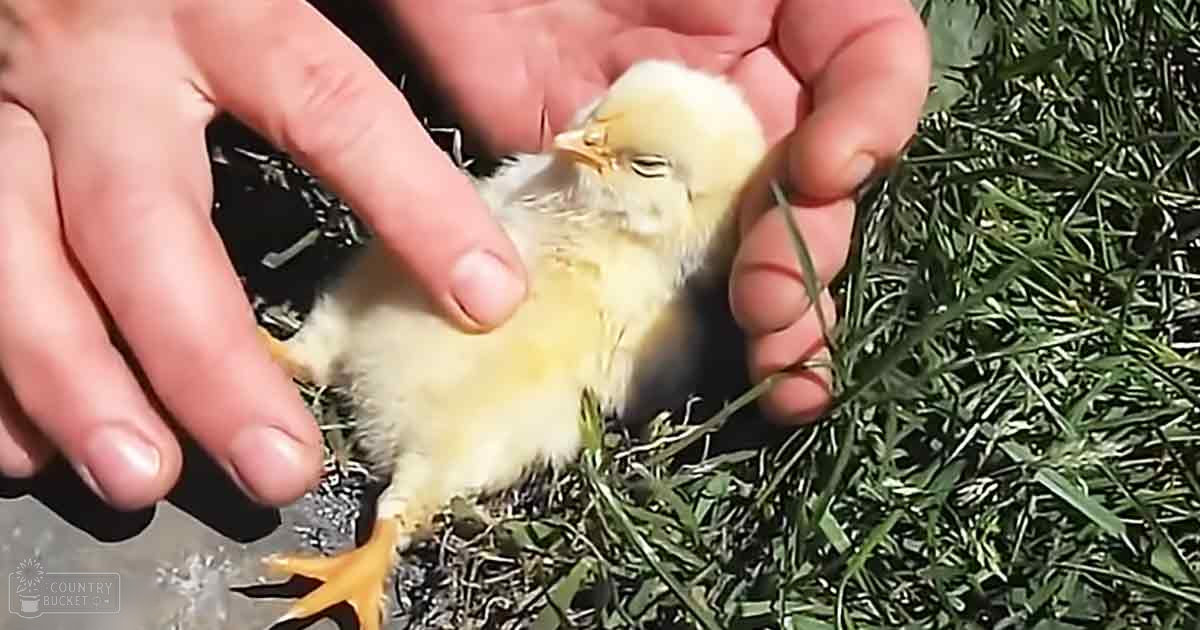 A baby chick with yellow feathers and small orange feet stands in a grassy outdoor area on a sunny day.