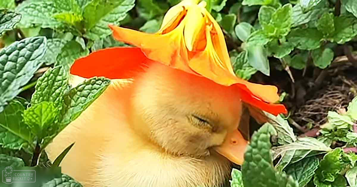 A young duckling with light yellow feathers rests on a bright orange flower in a garden setting during spring or summer, bathed in natural sunlight.
