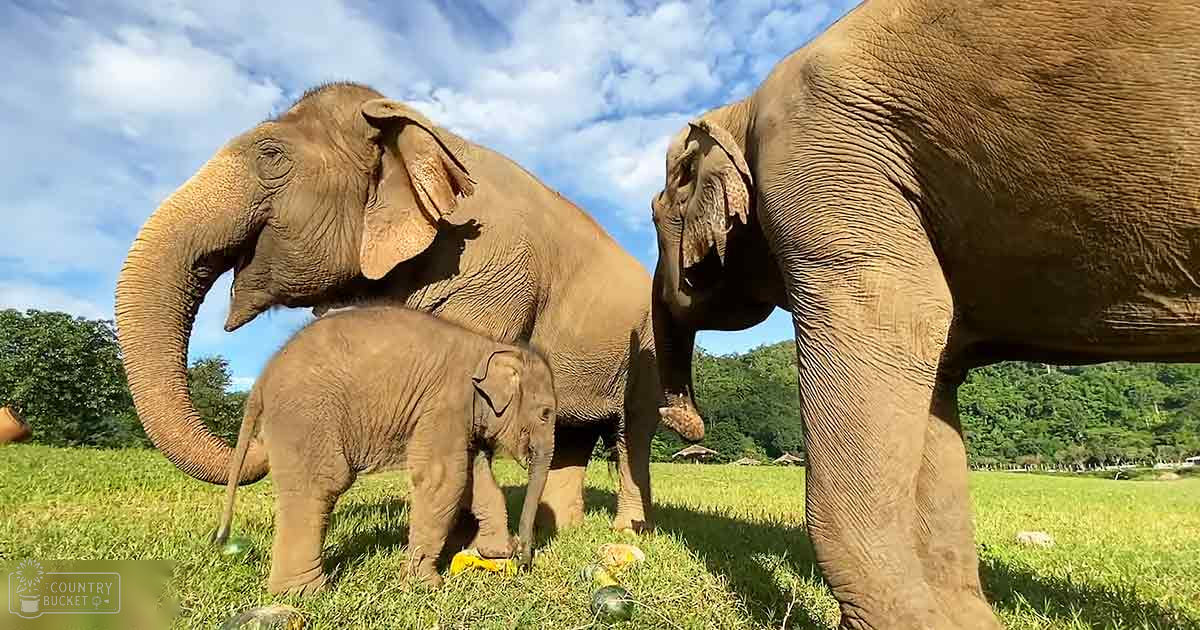A family of elephants, including an adult, a juvenile, and a baby, standing in a lush green grassy field with trees in the background. The season appears to be summer, with clear blue skies.