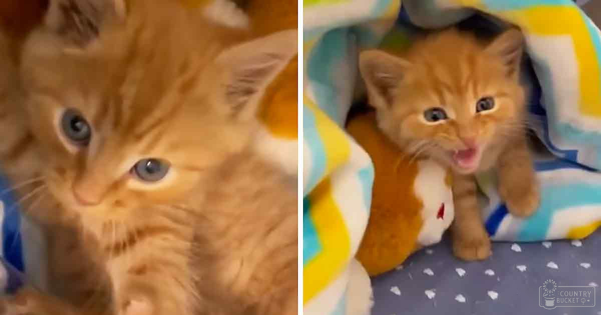 A young orange tabby kitten with white patches resting on a polka dot-patterned surface, surrounded by colorful bedding indoors.