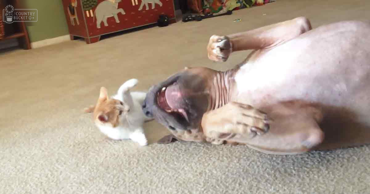 A white and orange tabby kitten with markings, alongside a relaxed hairless cat on its back in a cozy home setting with a red wooden chest and beige carpeting.