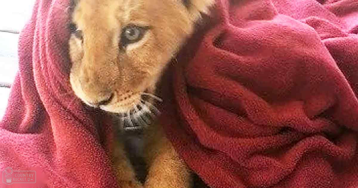 A young lion cub with golden-brown fur wrapped in a red blanket, likely in an animal shelter or rescue center.