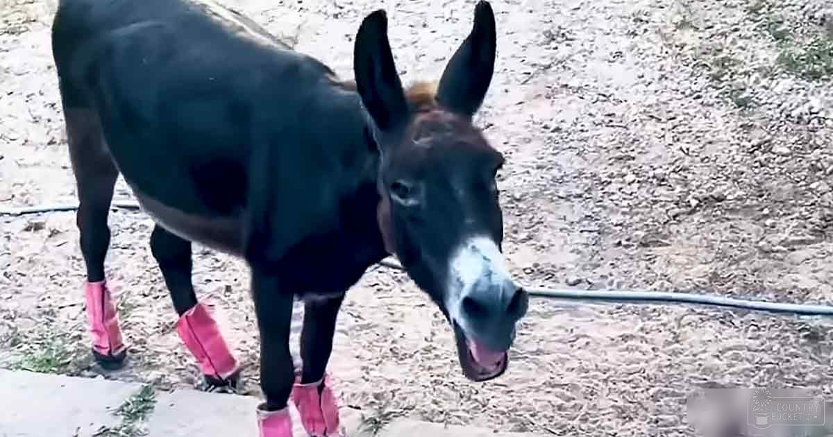 A donkey with dark fur and white markings around its mouth stands outdoors on dirt ground, wearing pink boots, with a blue hose visible behind it.