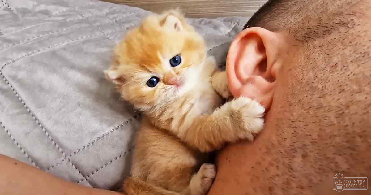 An orange tabby kitten with white patches, possibly a Persian breed, indoors next to an adult male wearing light-colored shorts in natural daylight.