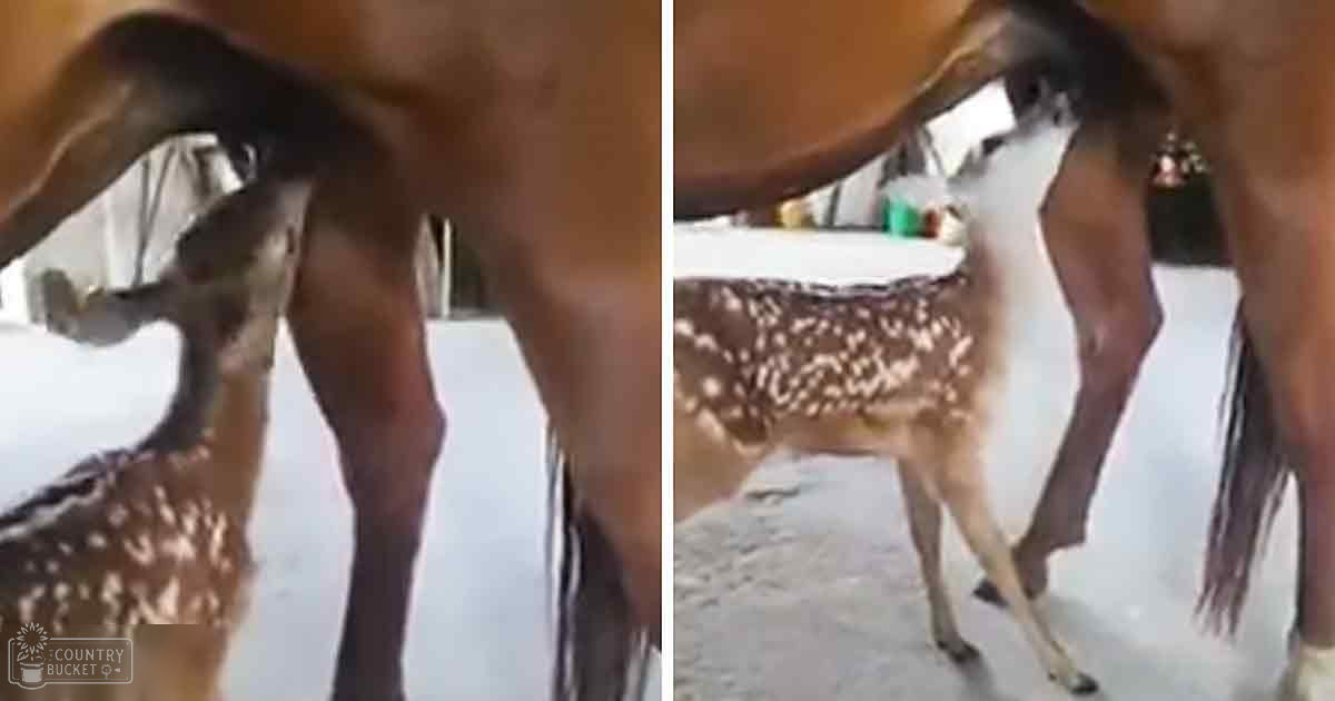 A fawn with white spots on its brown coat nursing from an adult horse in a stable setting, daytime or early evening artificial light, indoor concrete flooring with stable equipment visible.