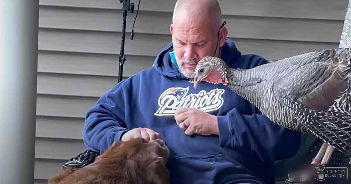 An adult male wearing a blue hoodie with 'Patriots' written across the chest interacts with an adult turkey and a golden retriever dog outdoors, gray siding backdrop suggests late fall to early spring.