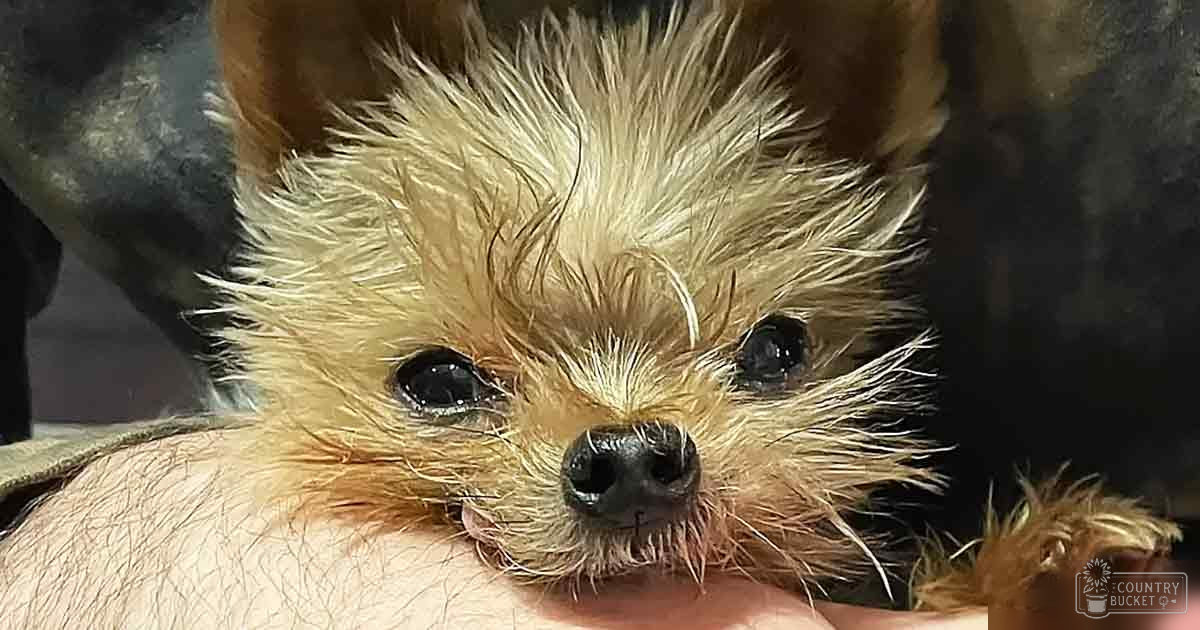 A small light brown dog with dark markings around its eyes and ears is held indoors.