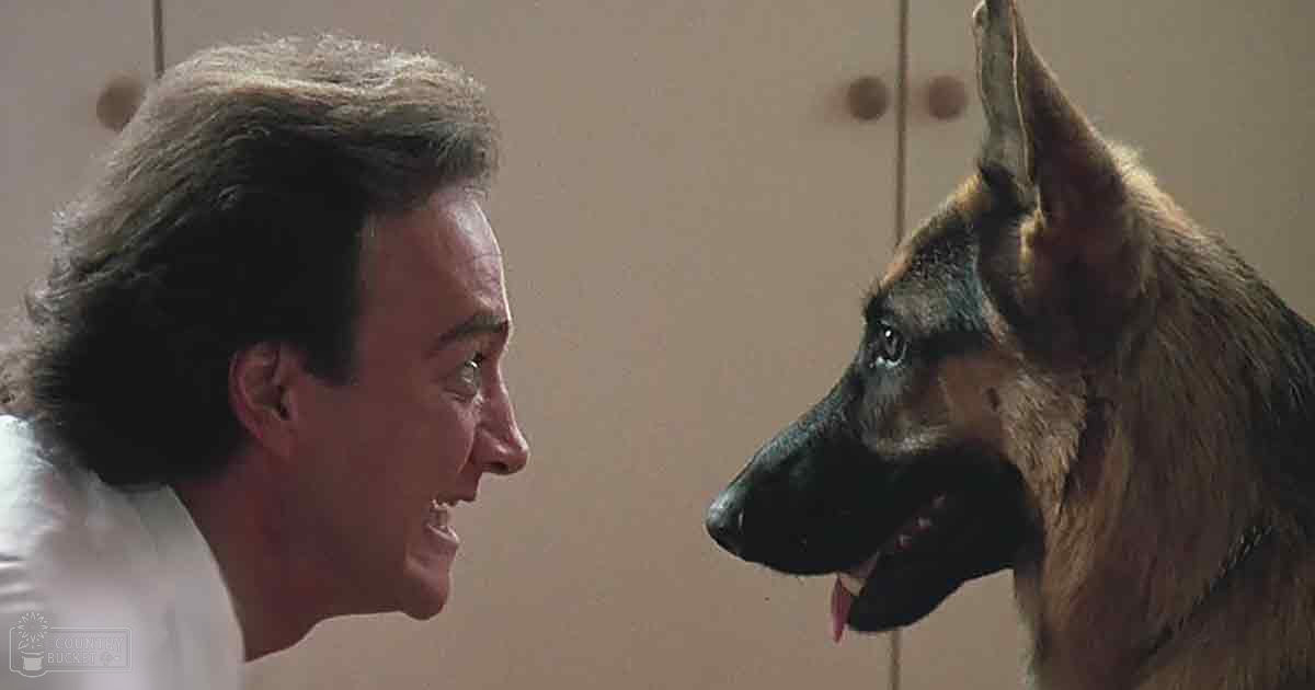 Middle-aged adult male interacting with a German Shepherd in an indoor setting, natural lighting, simple background