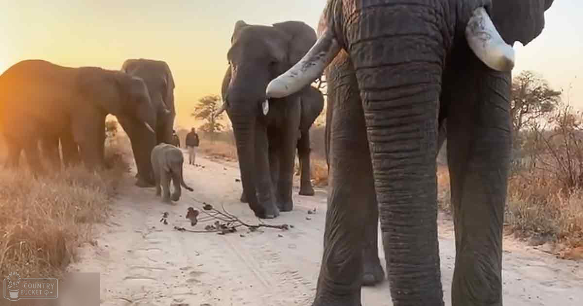 A herd of elephants in a savanna setting during sunrise or sunset with dry grasses and sparse trees.