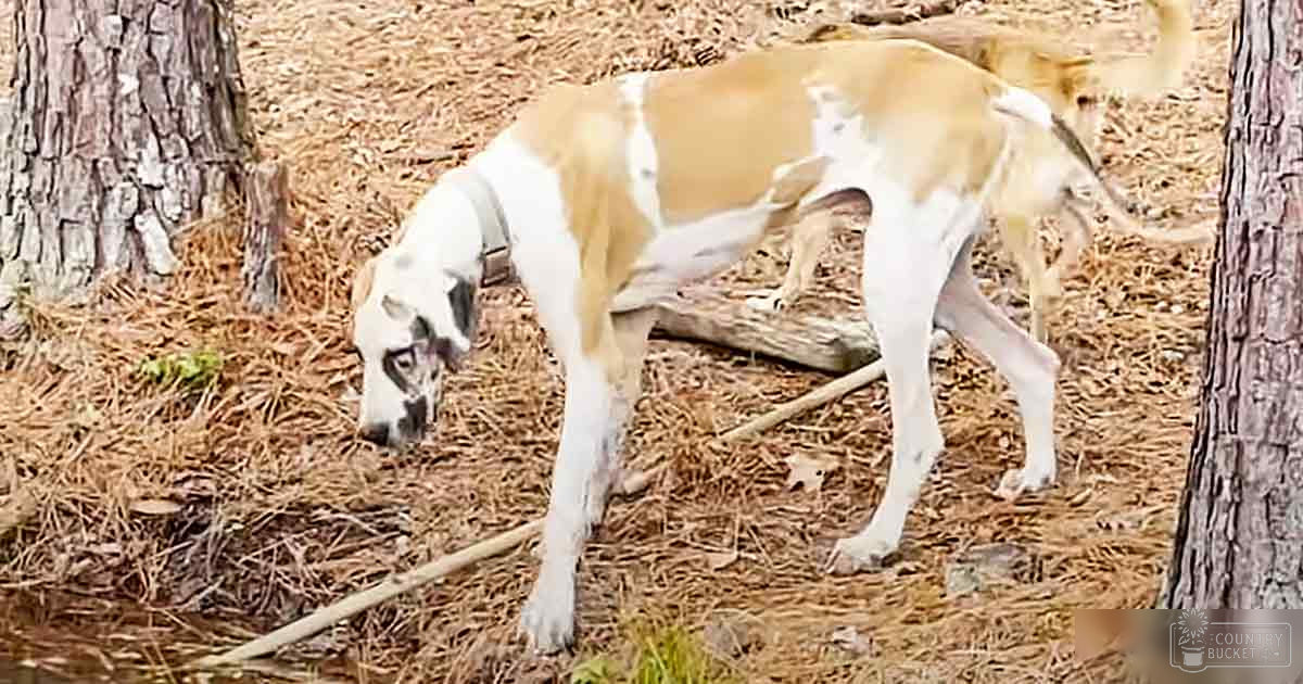 A light brown and white Great Dane-like dog in a wooded area with pine needles on the ground.