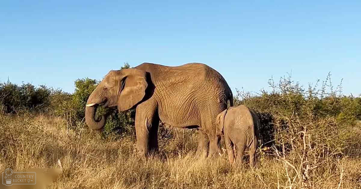 A mother African elephant with her calf in an open savanna under a clear blue sky.