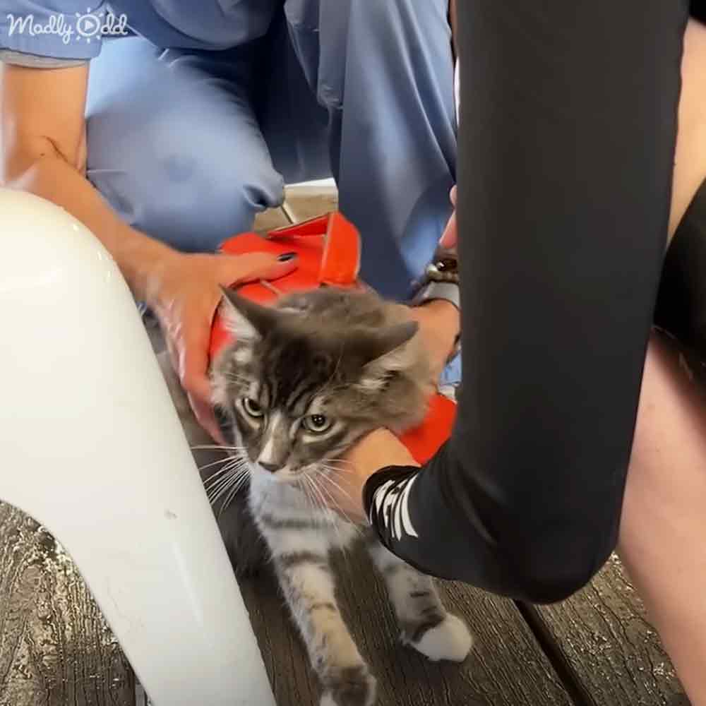 A tabby cat being held by an adult female in blue scrubs on what looks like a dock or pier with natural daylight.