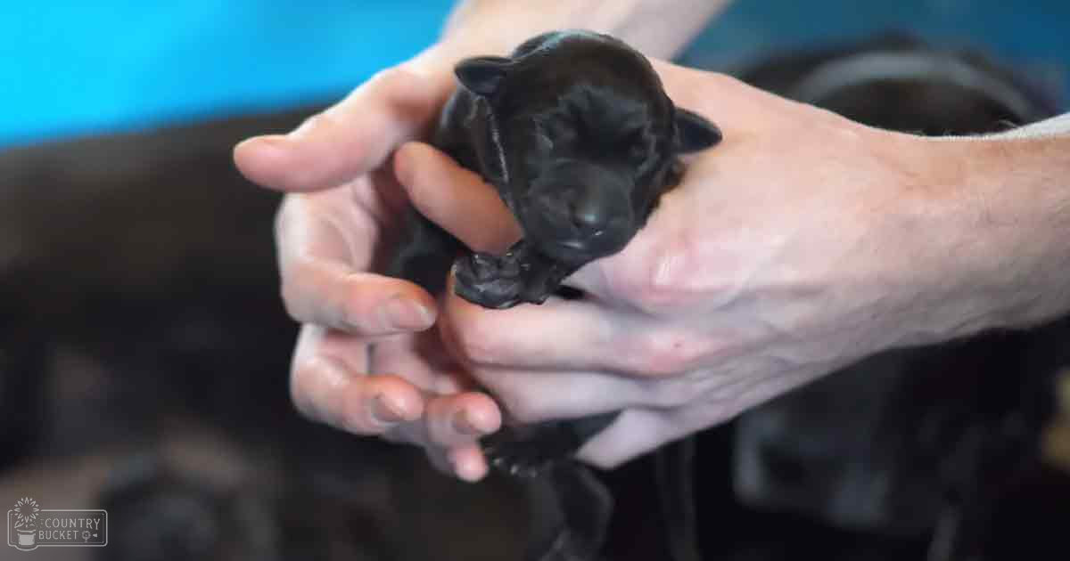 A newborn puppy of an indeterminate breed, likely black in color, held by a person wearing dark gray or black work-style pants against a blue indoor background.