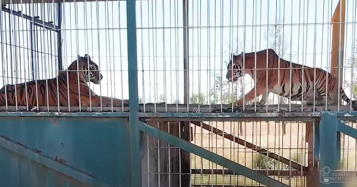 Two adult tigers with orange coats marked by black stripes in a zoo enclosure, vegetation visible in background.