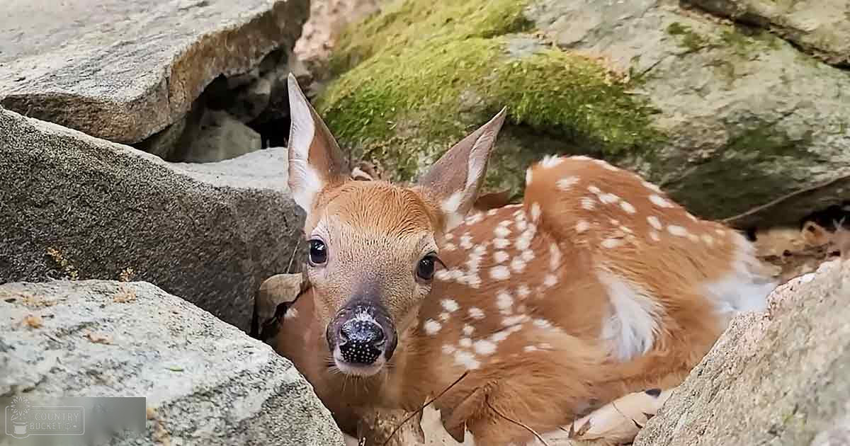 A young fawn with light brown fur and distinct white spots stands outdoors amidst a rocky, mossy area. The scene suggests spring or summer with natural daylight illuminating the environment.