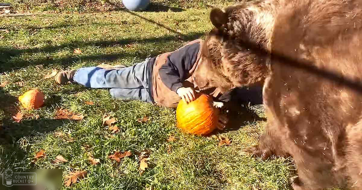 A bear interacting with a young child in an outdoor grassy area during autumn, with scattered leaves and pumpkins on the ground.