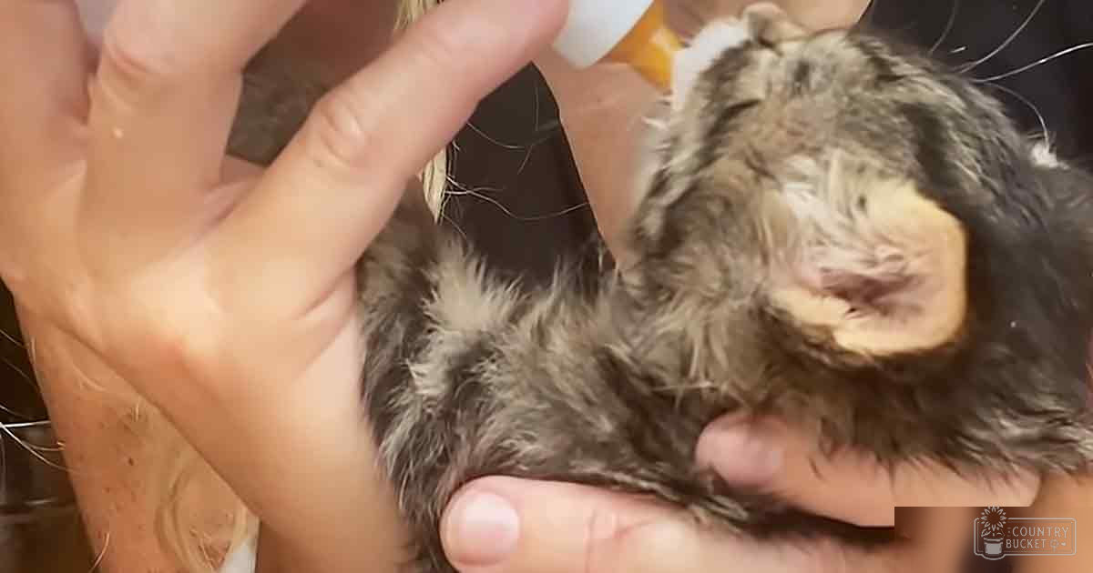 A small rodent, likely a hamster or gerbil, being bottle-fed by an adult male in an indoor setting with natural light.