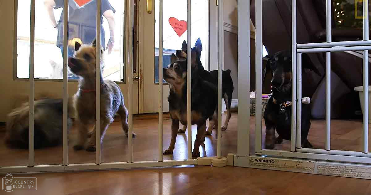 Three adult dogs in an indoor home setting, light brown terrier mix, dark brown Rottweiler or similar breed, and another medium-sized dog with darker fur. A white baby gate separates them from a glass door showing part of a person's lower body wearing jeans and sneakers.