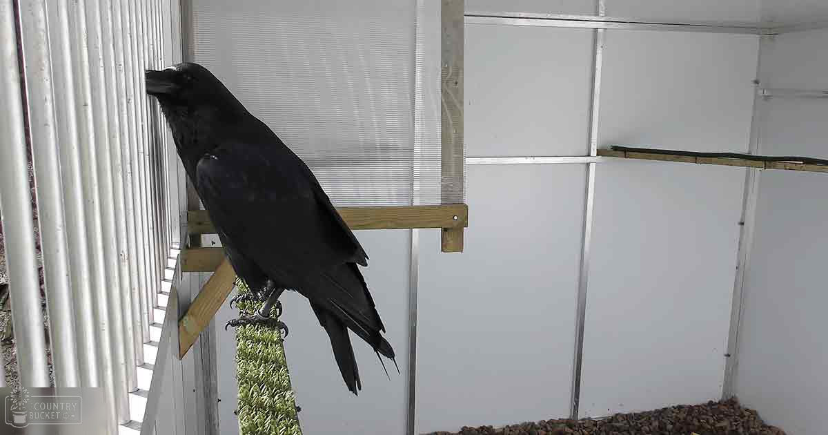 A black adult crow with dark plumage perched on a wooden perch indoors, sheltered area with white walls and window blinds. Natural setting, daytime lighting.
