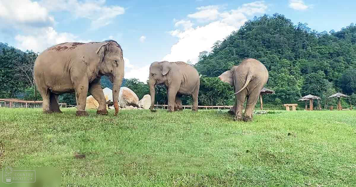 Adult Asian elephants in a zoo-like setting, surrounded by open grassy areas and trees with clear blue skies indicating summer day.