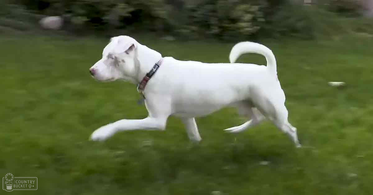 A white Dalmatian-like dog with a red collar runs across a lush green grassy field on what appears to be a bright, sunny day during spring or summer.