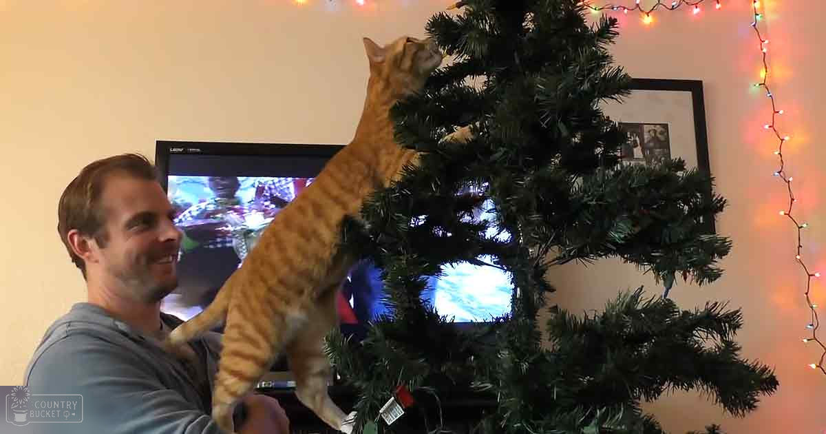 An orange tabby cat climbing a Christmas tree indoors in a living room during the evening with string lights adding festive glow, and an adult male wearing a gray long-sleeve shirt.