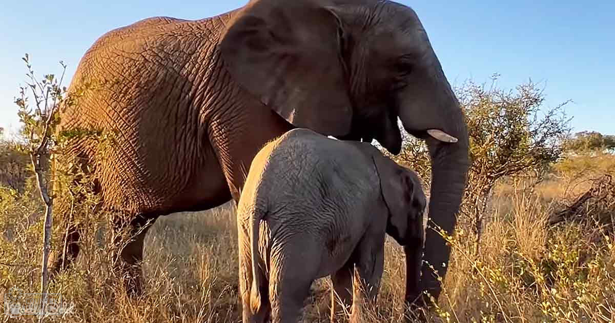 An adult African elephant with her calf in a savanna setting during late afternoon light.
