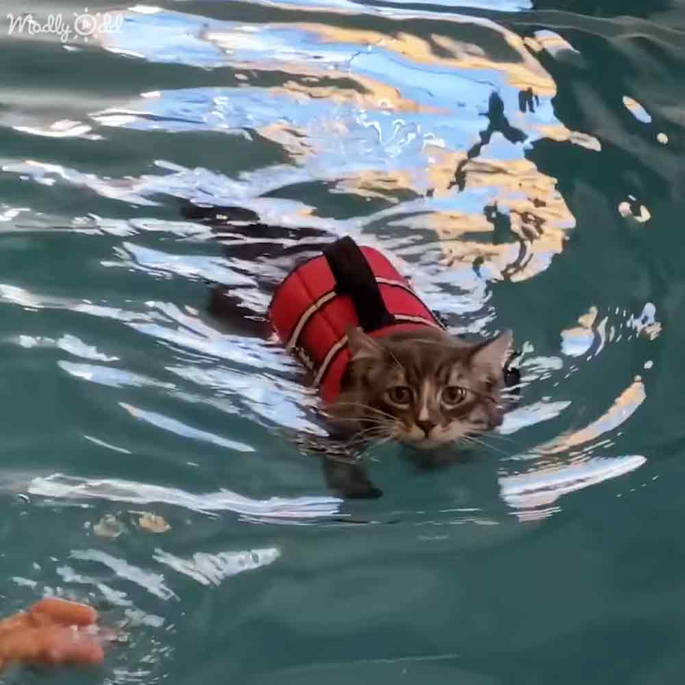A tabby cat wearing a red life jacket swims near ripples on a body of water during daytime.