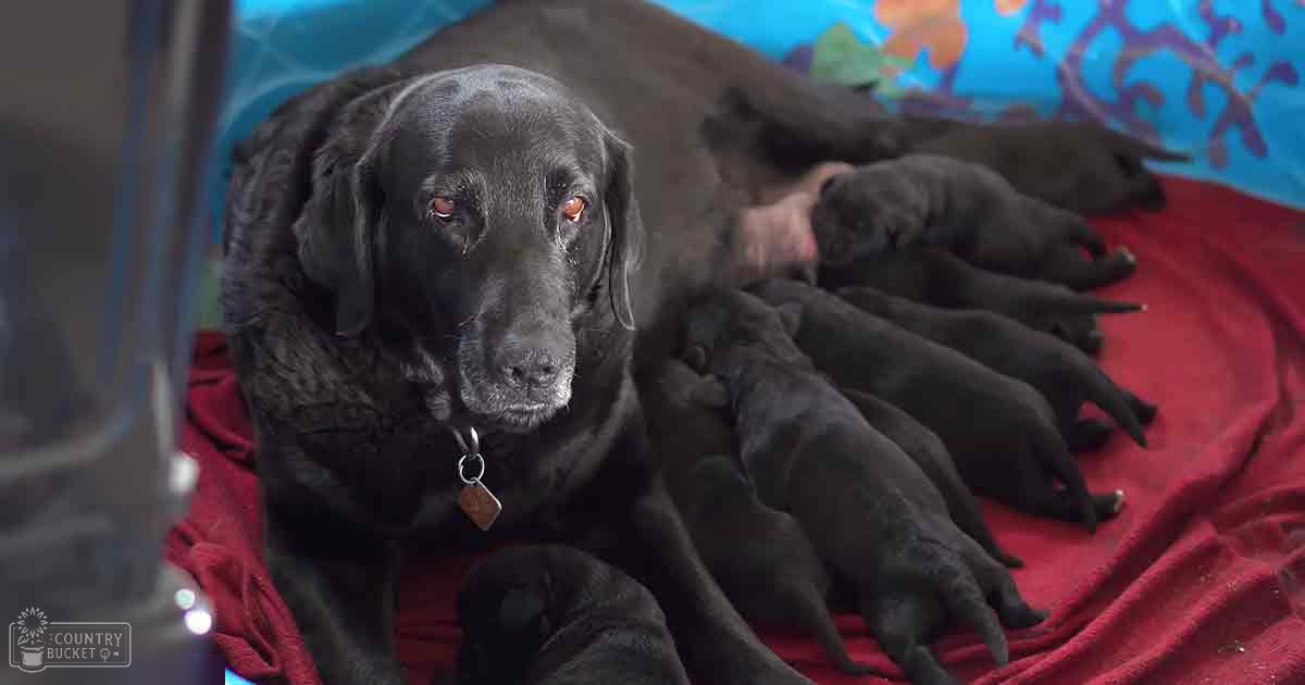 A black Labrador Retriever dog with several newborn puppies resting on a red blanket in an indoor home setting.