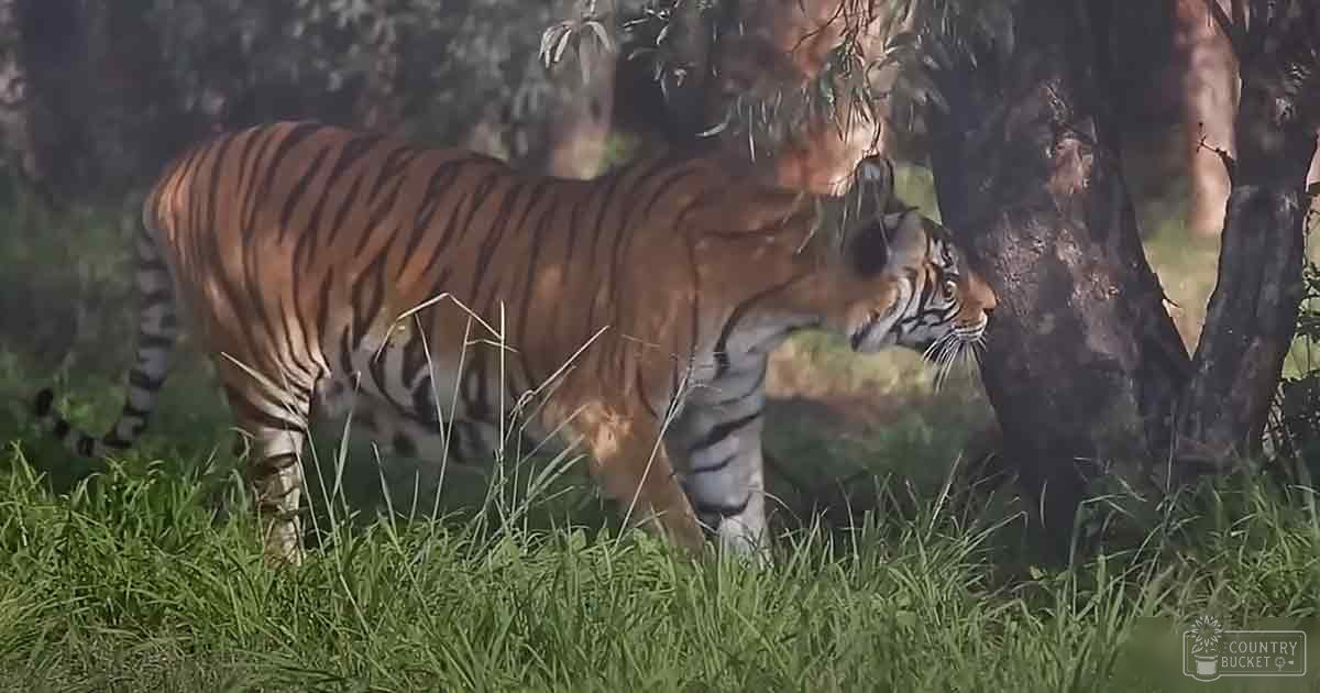 A tiger with distinct orange fur marked by black stripes in a forested outdoor setting during daytime, surrounded by green grass and brown tree trunks.