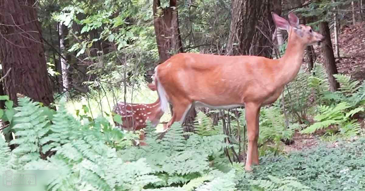 A white-tailed deer with reddish-brown fur and white markings in a forest setting, accompanied by its fawn, which has a spotted coat. Ferns are prominent in the foreground, suggesting spring or summer.