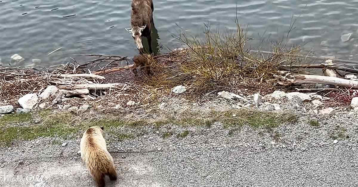 An adult brown bear with a thick coat stands near a body of water alongside another animal that appears to be an adult deer or similar, with antlers, on a riverbank in late spring or summer under natural daylight.