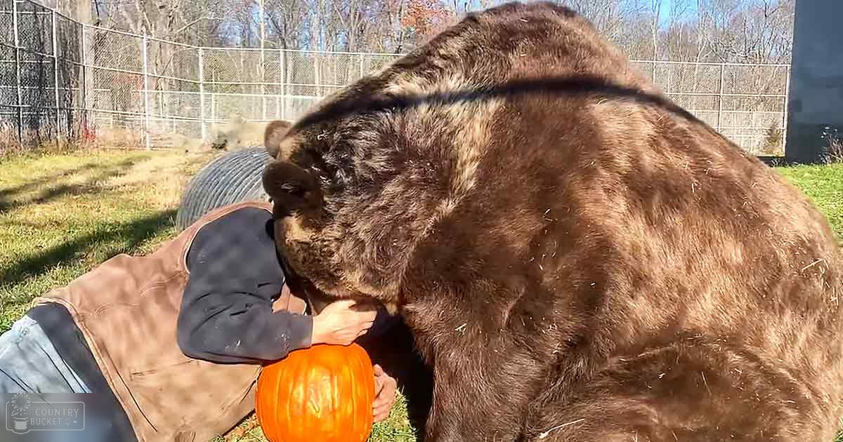 A large brown bear interacting with a pumpkin in an outdoor setting with grassy ground, chain-link fence, and trees without leaves suggesting late fall or early spring; the lighting suggests daytime, possibly mid-morning to afternoon