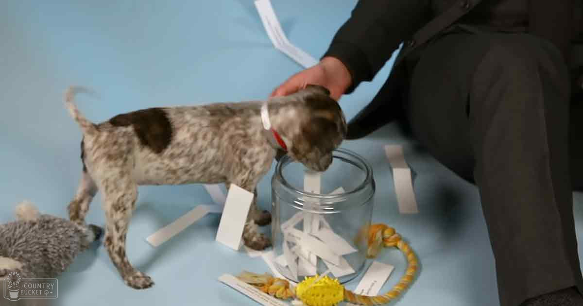A German Shorthaired Pointer puppy, speckled light brown with darker patches, sits on a light blue surface indoors near a clear glass jar filled with white paper slips and a yellow rope toy.